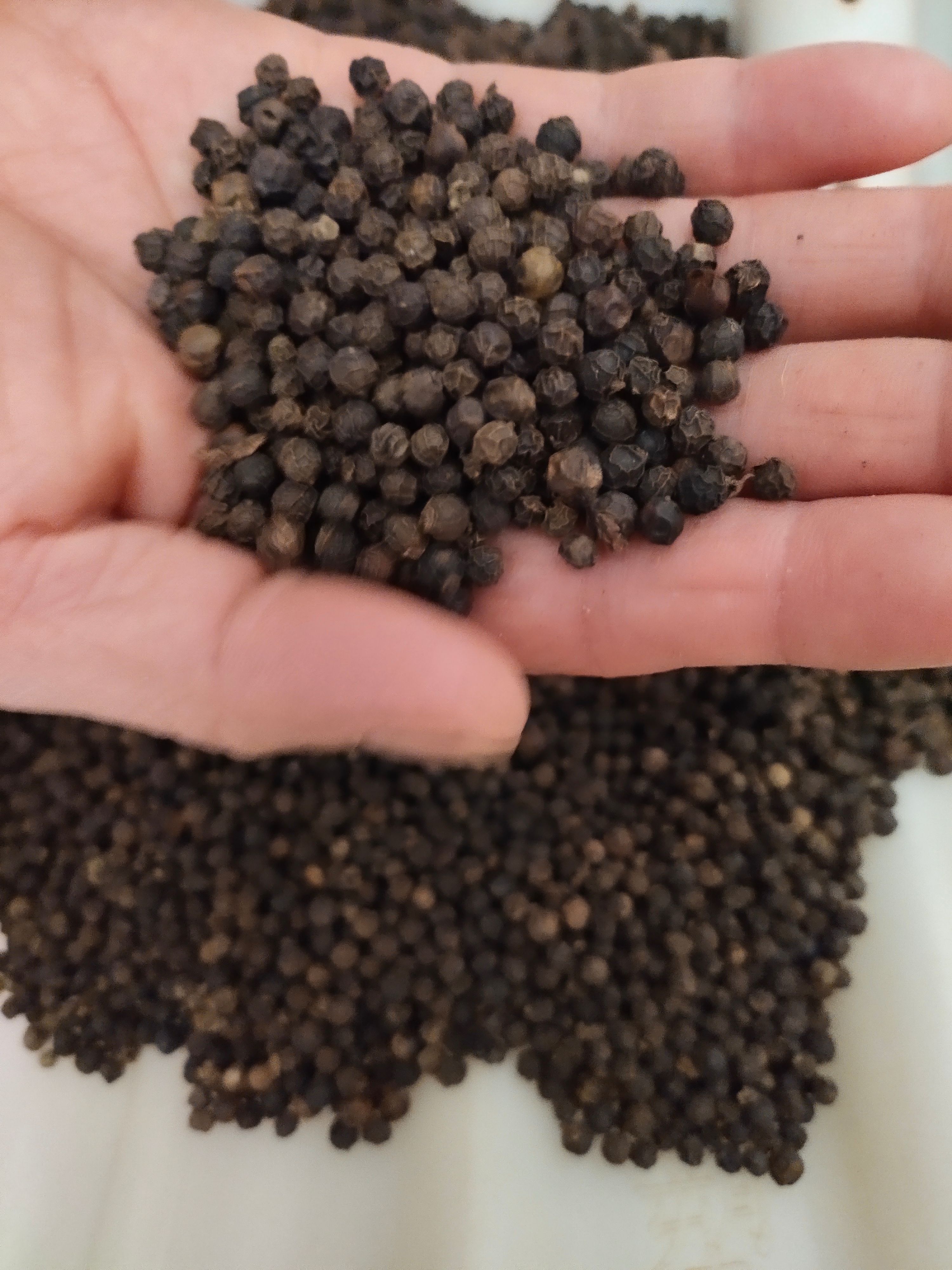 黑胡椒 白胡椒 香料批发