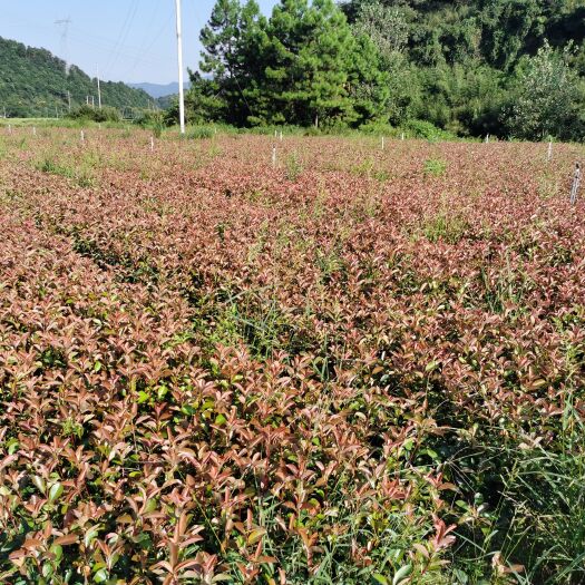 九江红叶石楠小苗价格 红叶石楠杯苗批发 红叶石楠树苗价格