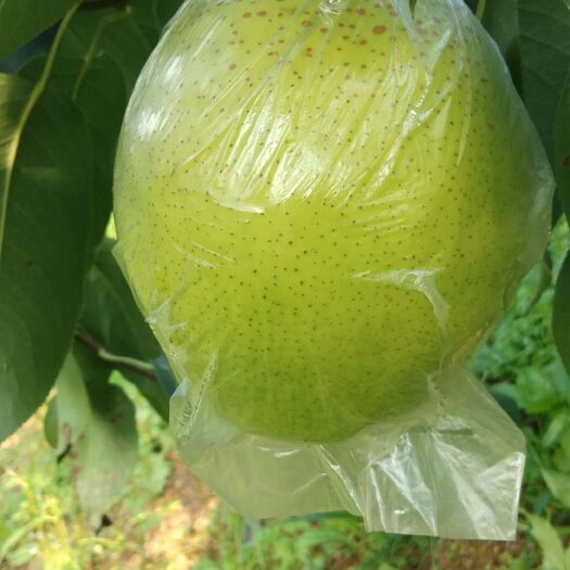 秦皇岛 山地膜袋雪花梨，个头大，口感脆甜，品质优