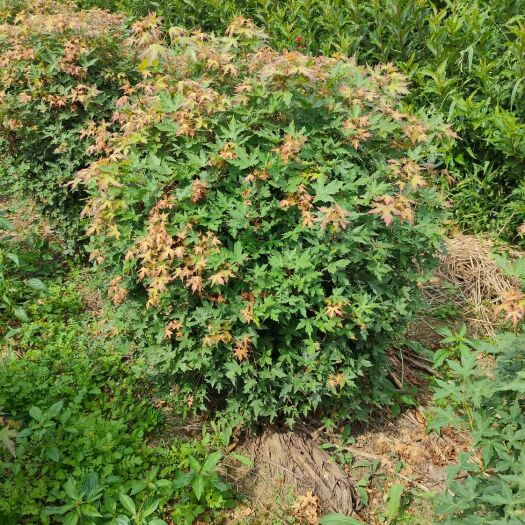  三角枫球 五角枫球 茶条槭落地球 规格全 东北园林绿化树苗