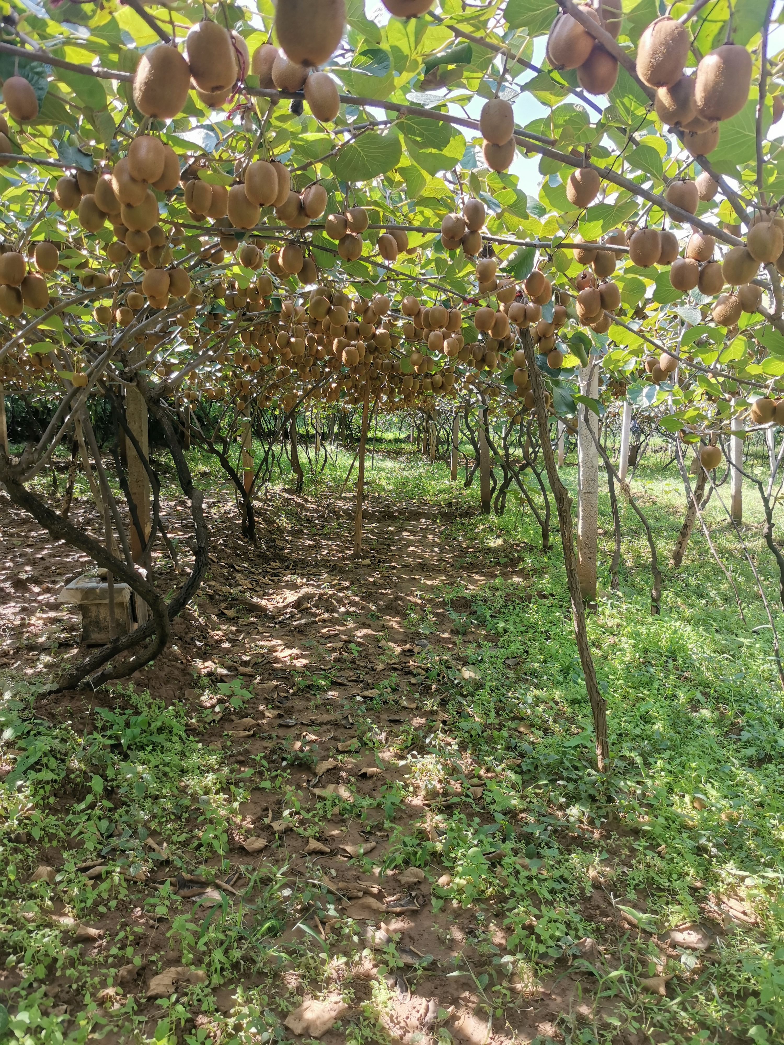 徐香猕猴桃  陕西优质徐香绿心猕猴桃又名奇异果，5斤装10斤