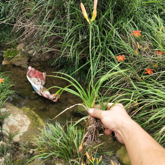 瓮安县大花萱草    萱草 ，庭院绿化工程用苗纯自然。物美价廉一手货源