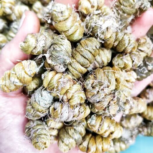 芒市铁皮石斛一手加工货源