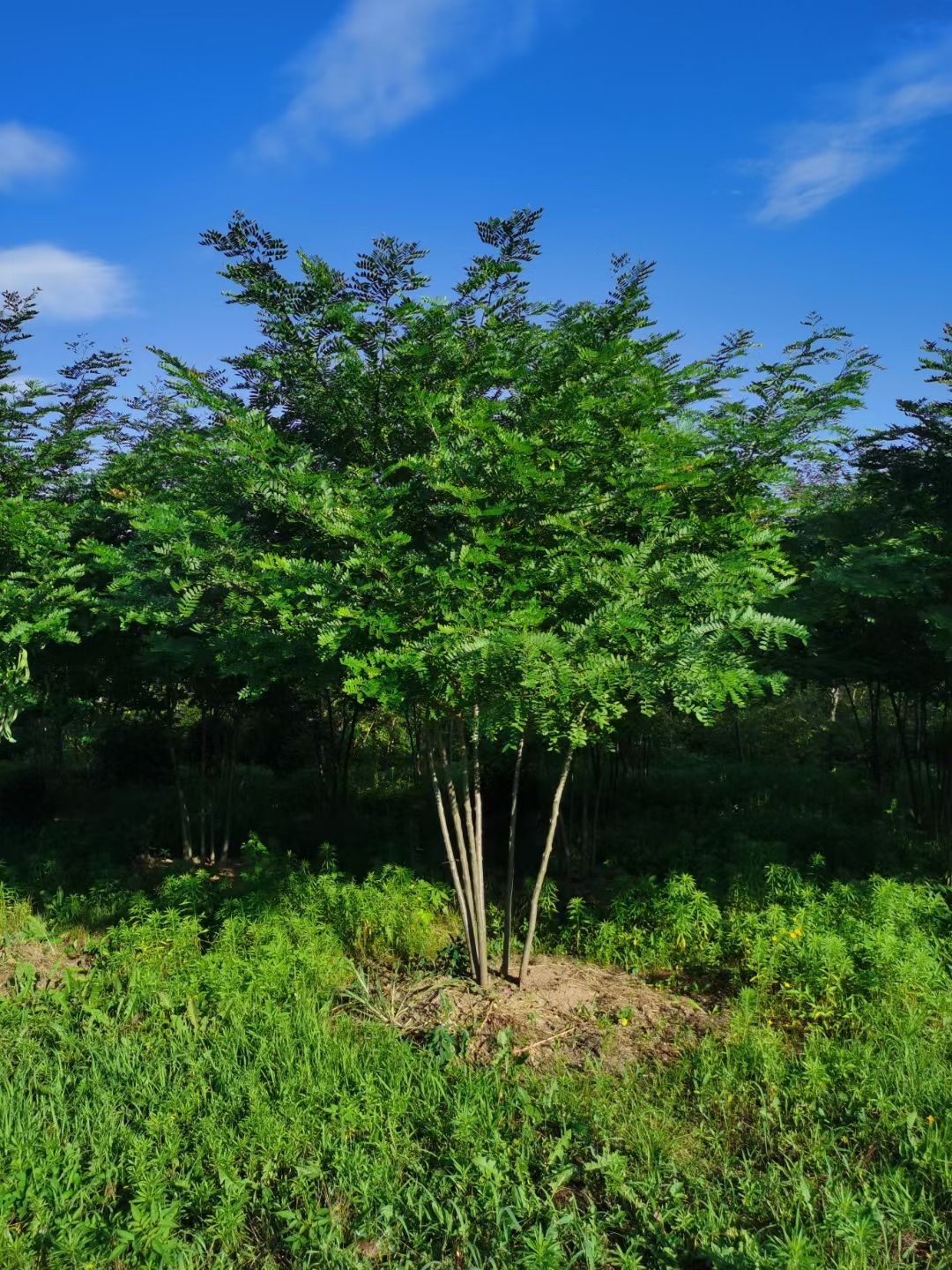山皂荚树 丛生皂角 单杆皂角 东北皂角行道树 圃地一级好苗 量大从优