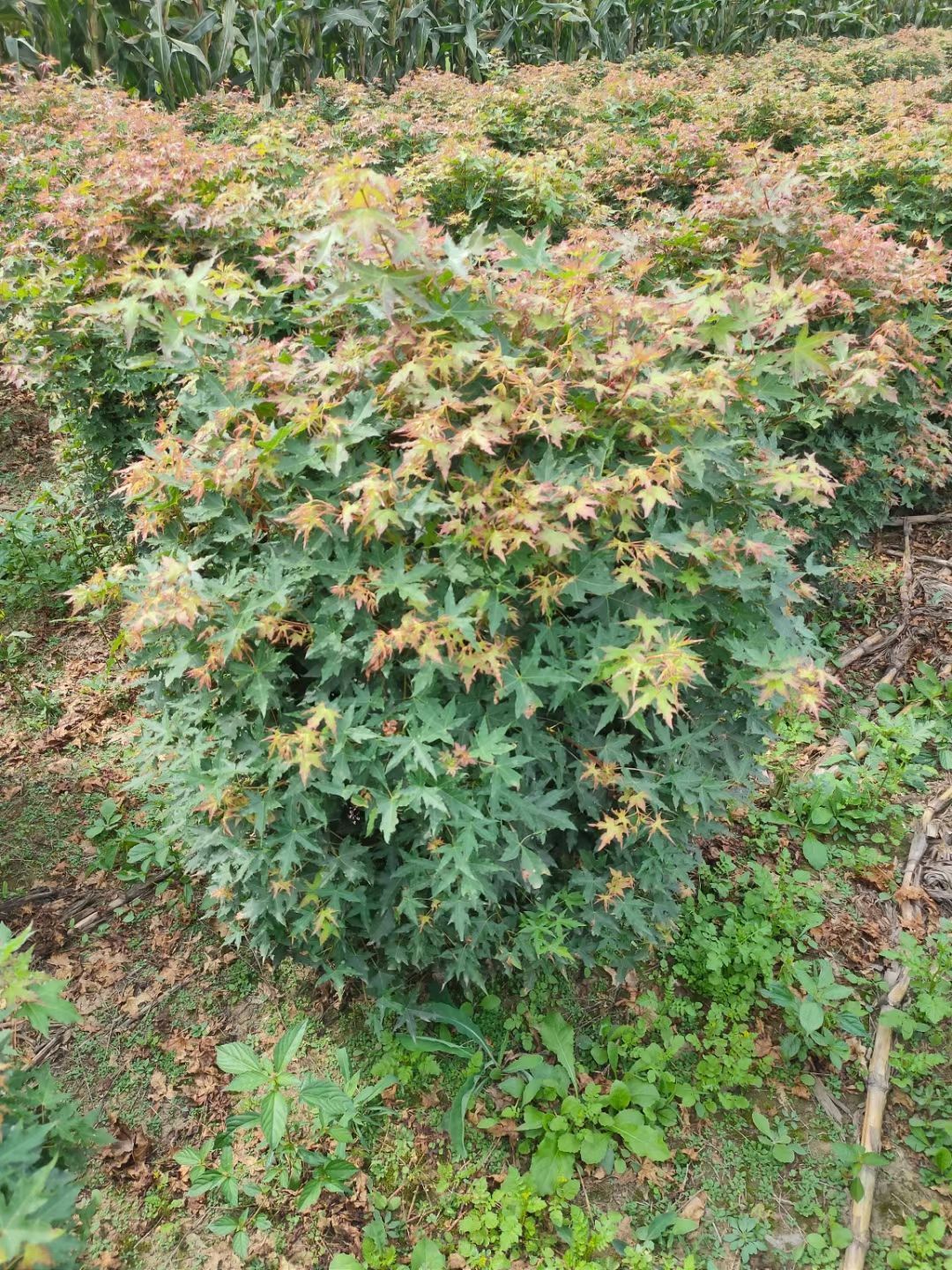  三角枫球 五角枫球 茶条槭落地球 规格全 东北园林绿化树苗