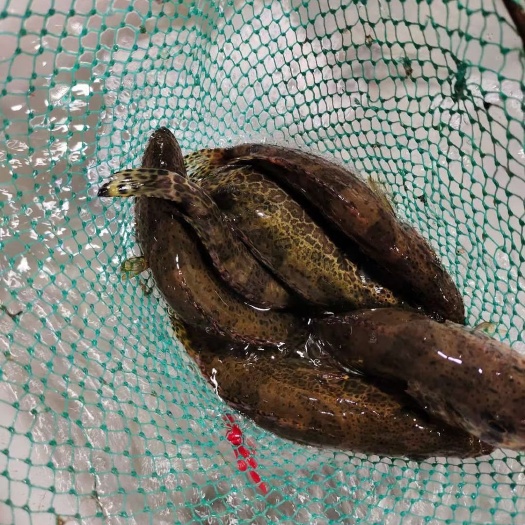 丽水老虎鱼 斑鳜、老虎鳜、金钱鳜、鳜鱼、桂、鳌花 耐运输 淡水鱼