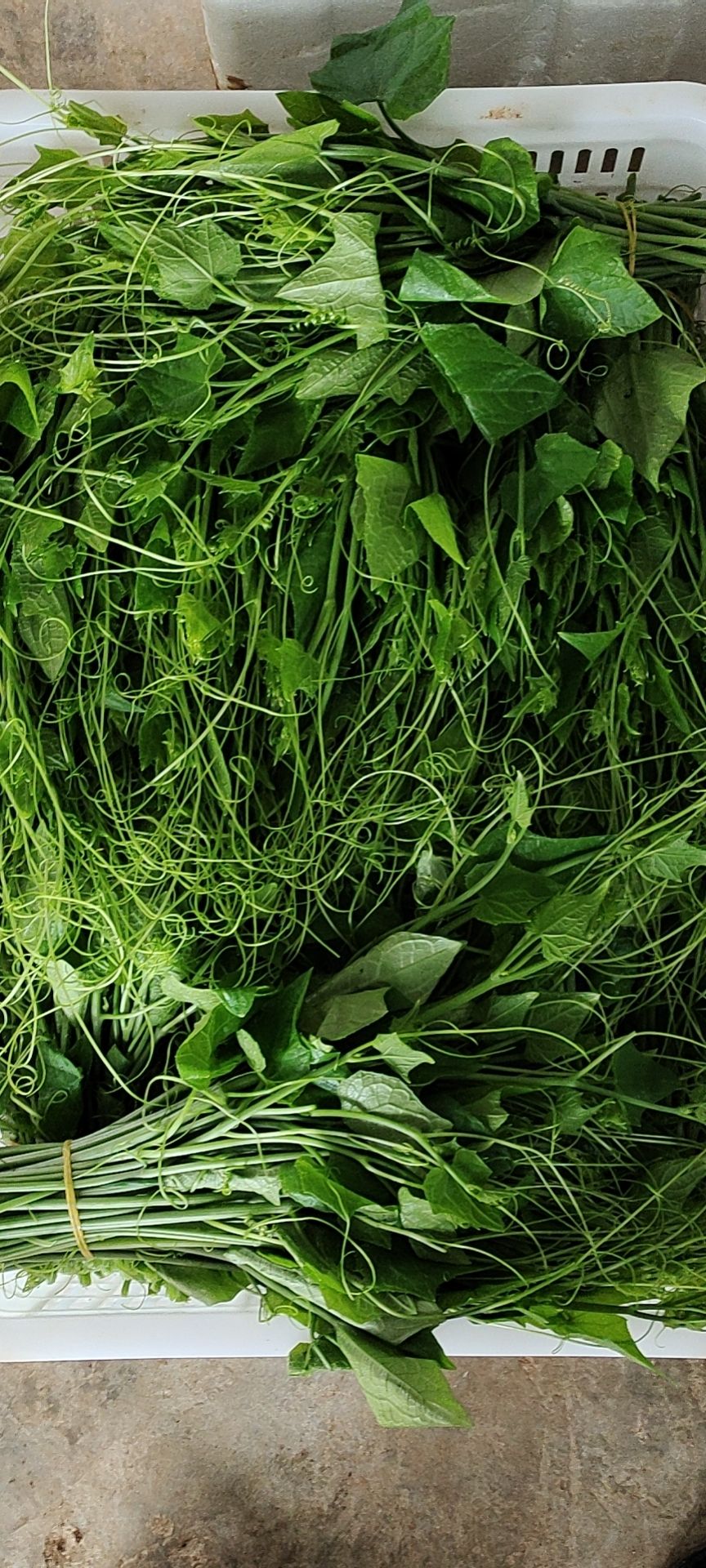佛手瓜藤尖  龙须菜（佛手瓜尖）500亩温棚种植，保证质量，常年有货！！！