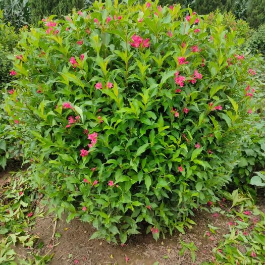 开原市锦带花 红王子锦带球 红花王子灌木 花期长 园林绿化造型树 量大从优