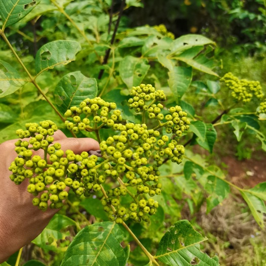  广西高产中花吴茱萸/茶辣/吴萸/吴茱萸干货/