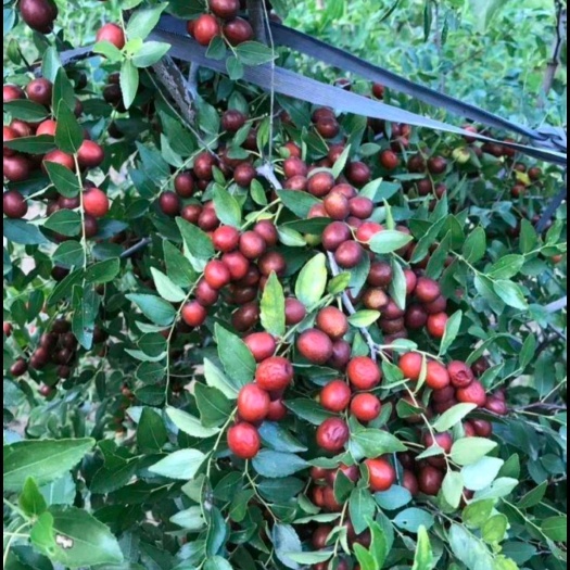 绛县 高产药用酸枣苗双仁药用酸枣苗