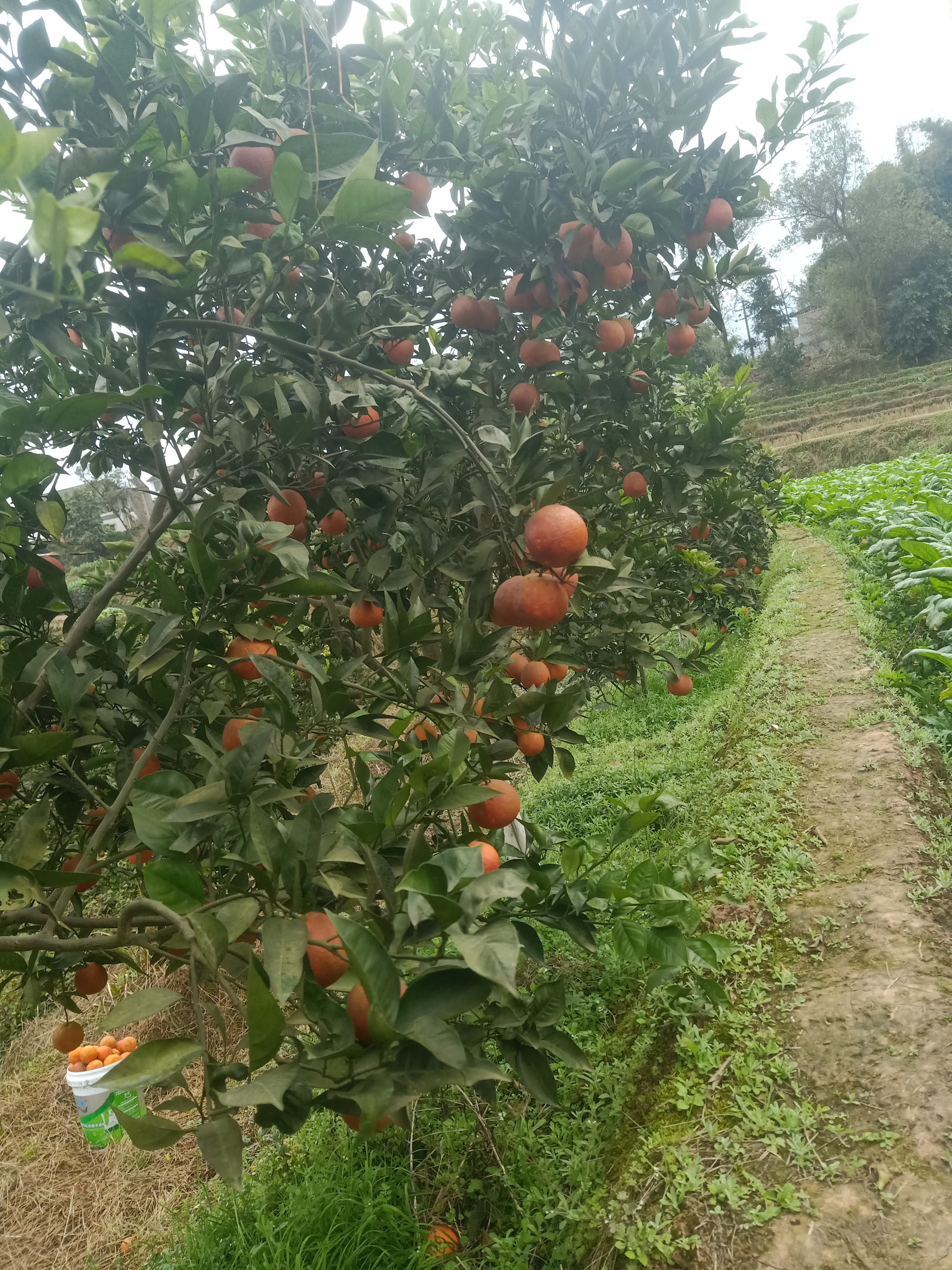  塔罗科血橙