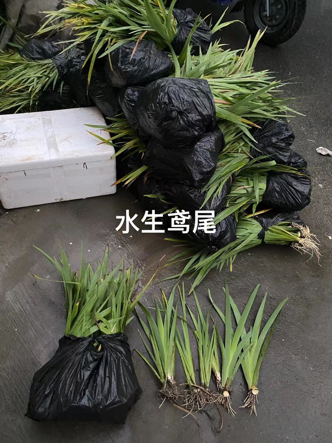 水葱
