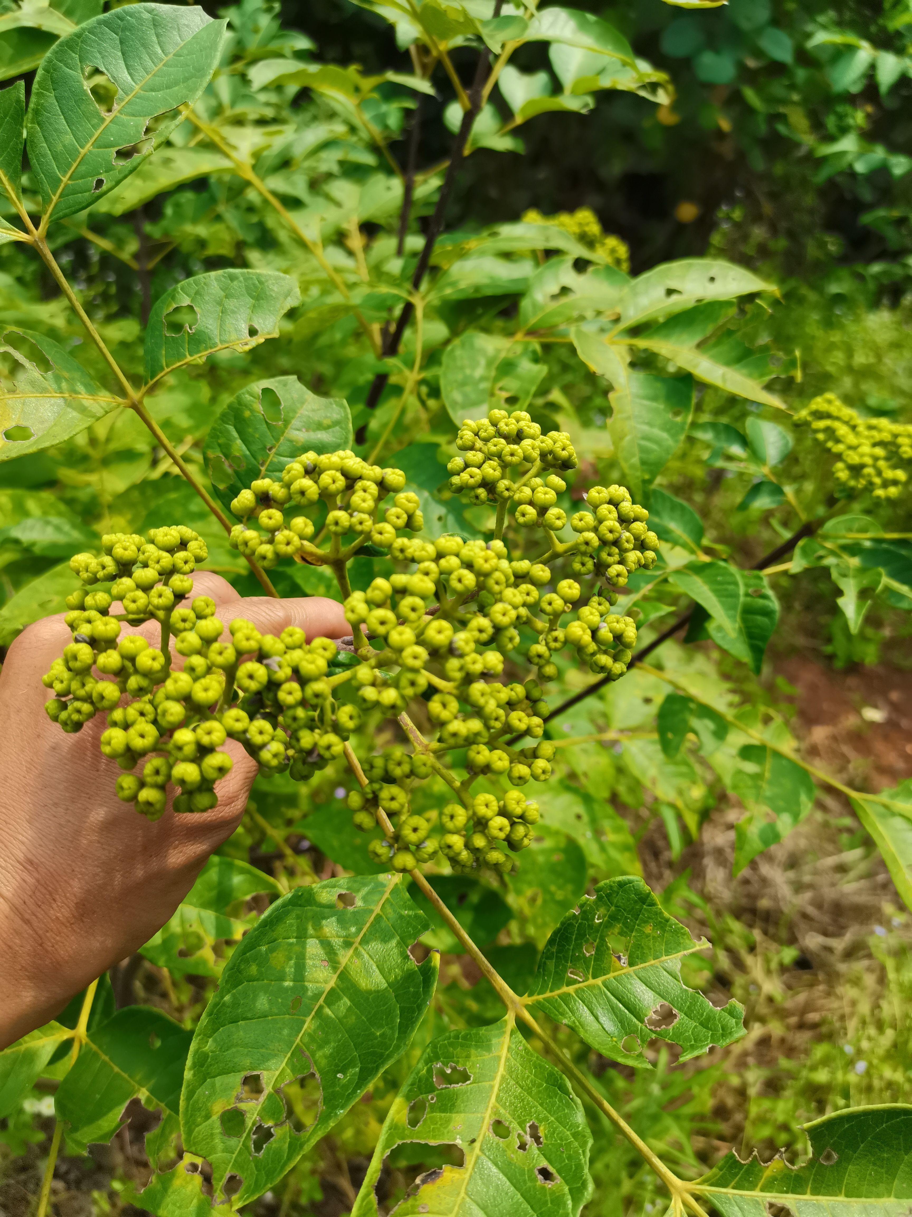  广西高产中花吴茱萸/茶辣/吴萸/吴茱萸干货/