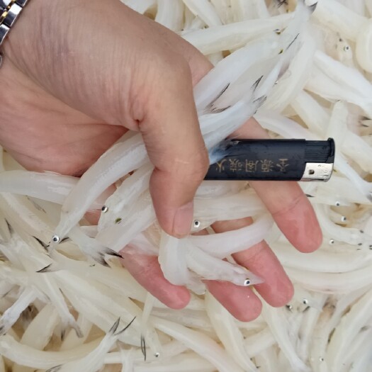 长春大银鱼 银鱼批发，速冻大号银鱼产地货源，板冻银鱼厂家直销，银