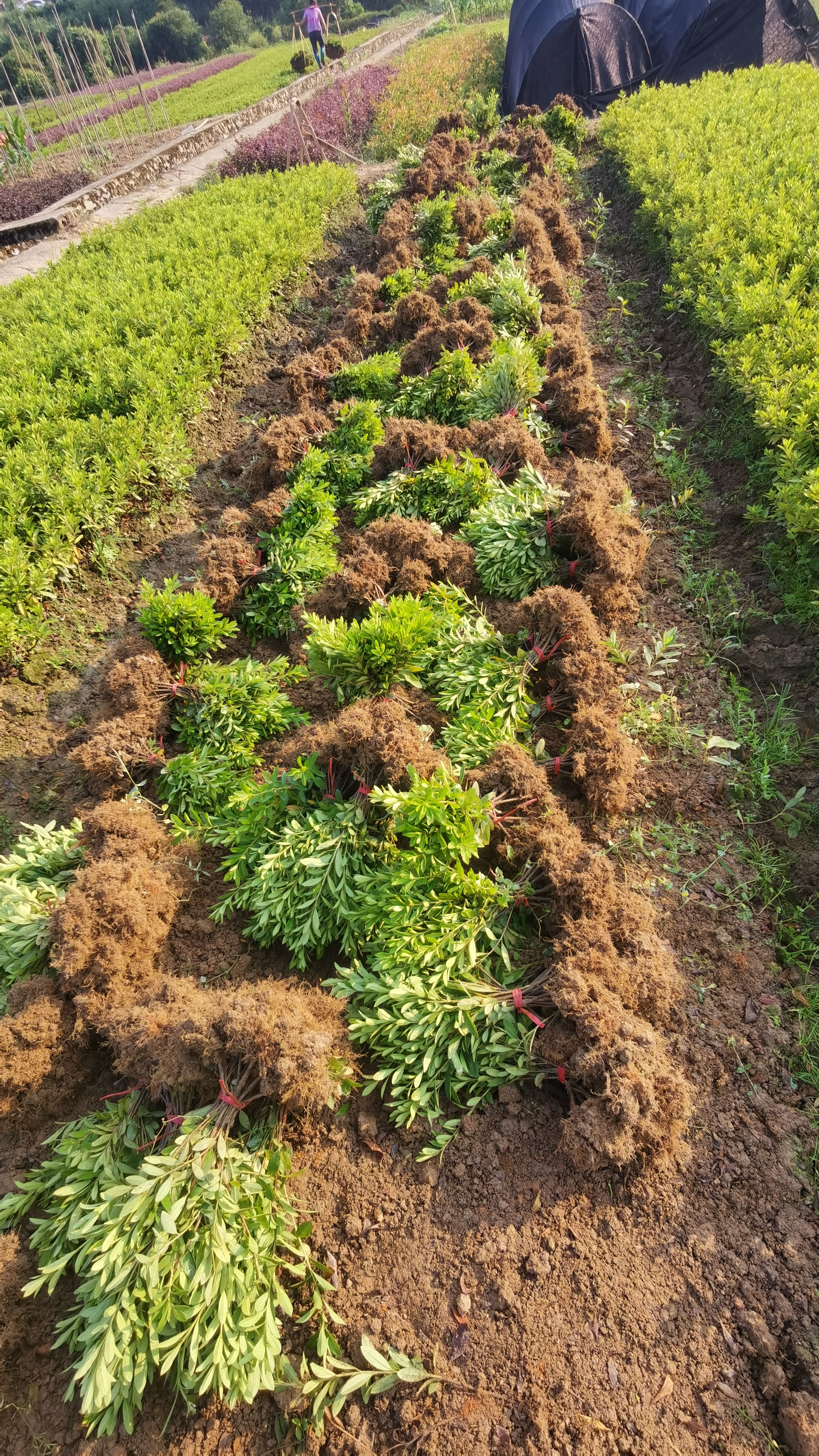 湖南毛杜鹃移栽苗 春鹃苗 工程苗木四季常青耐寒耐旱