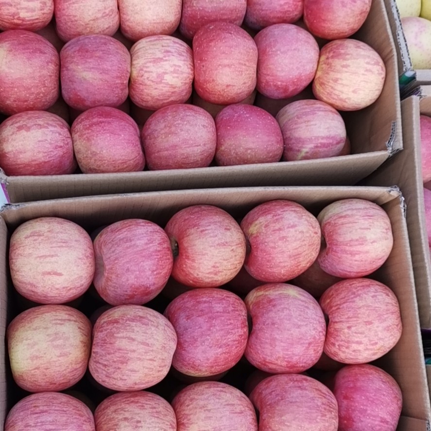 红将军苹果 辽宁省大连市瓦房店市 纸袋 