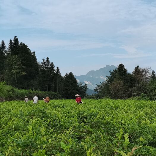 张家界张家界莓茶（嫩芽）春茶