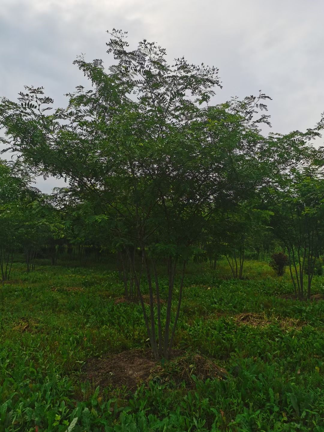 山皂荚树 丛生皂角 单杆皂角 东北皂角行道树 圃地一级好苗 量大从优