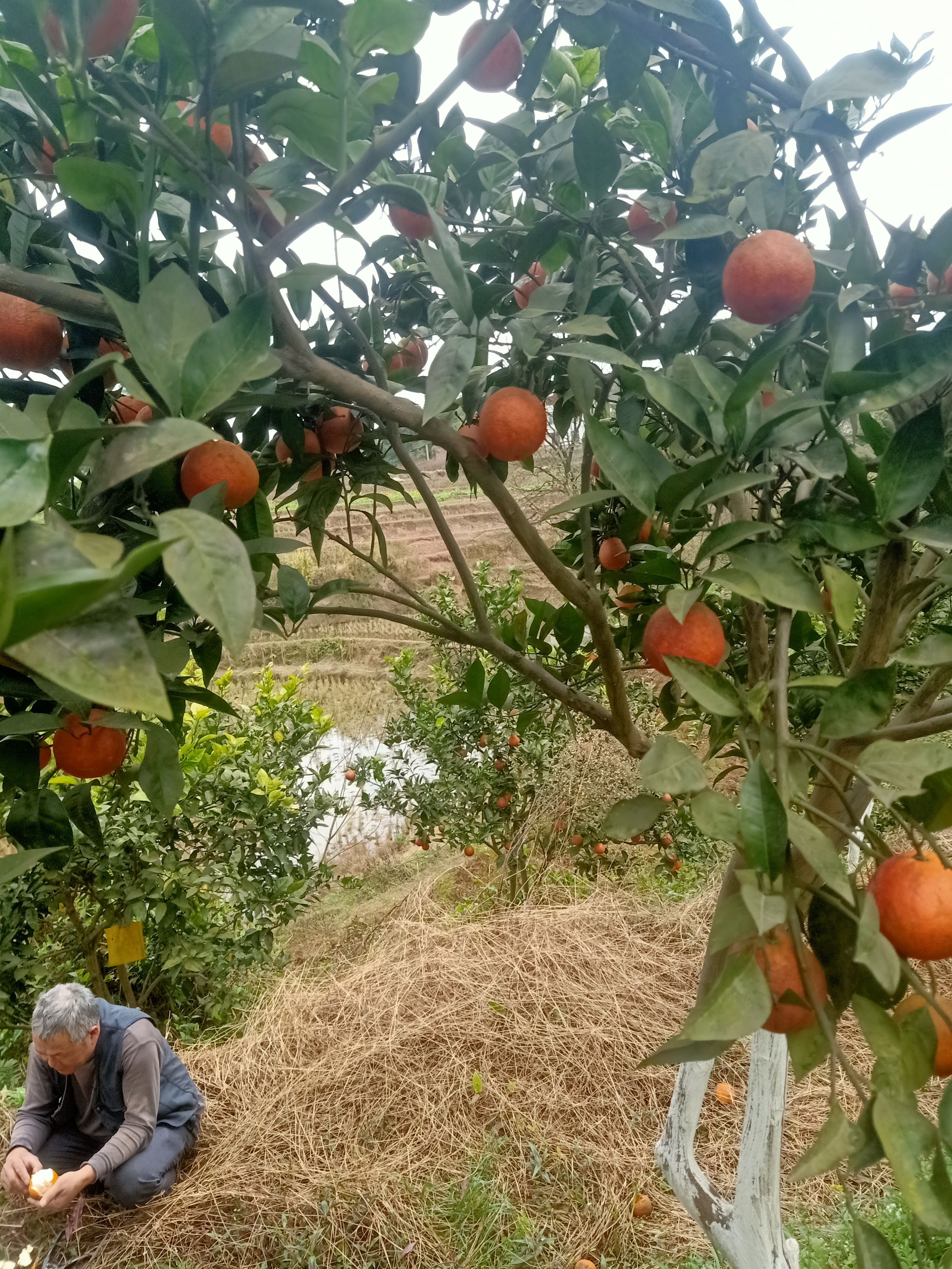  塔罗科血橙