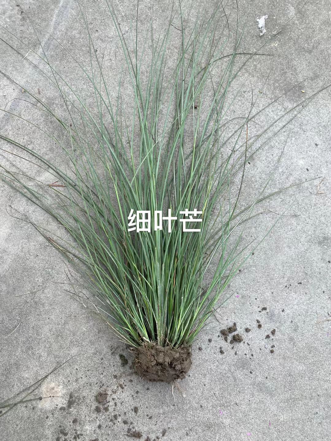 水葱