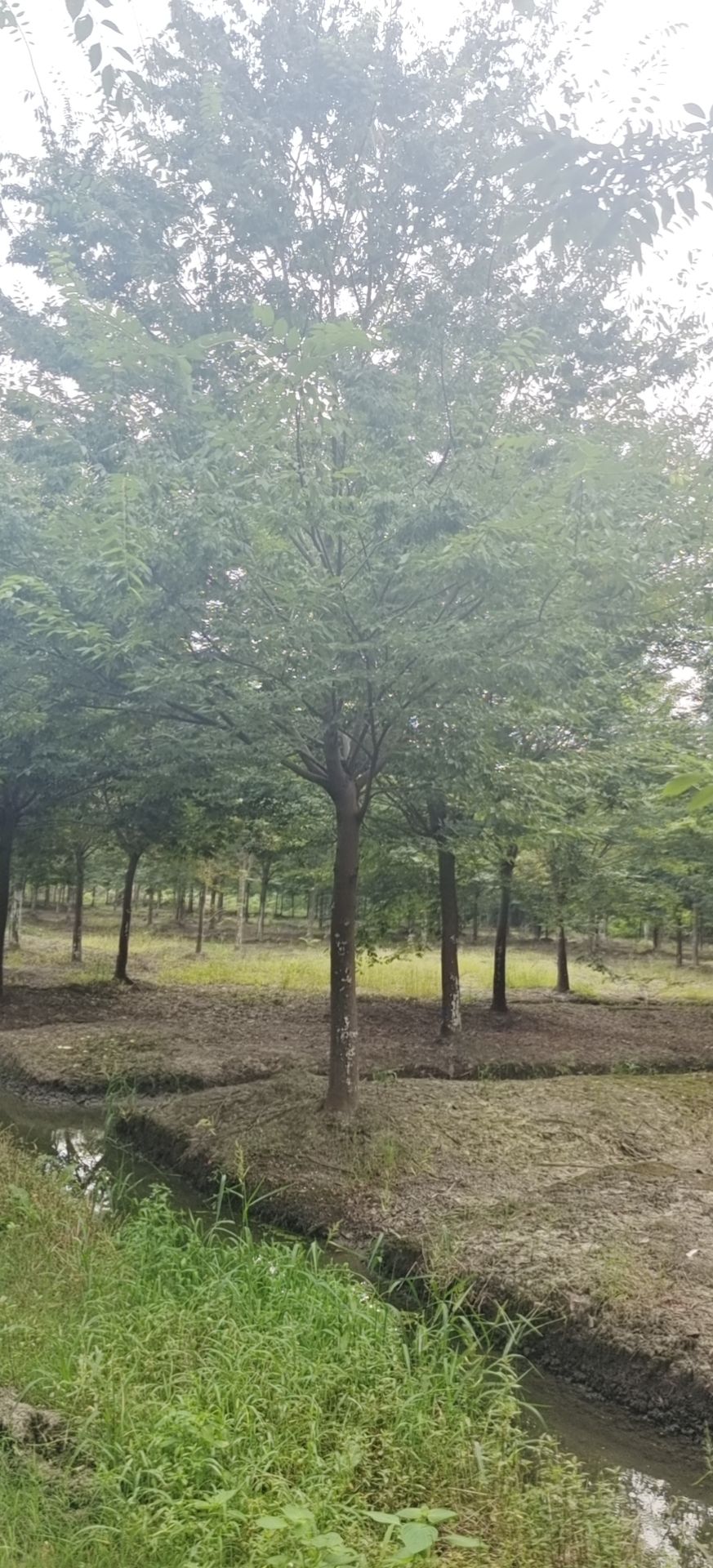 红榉  榉树，精品