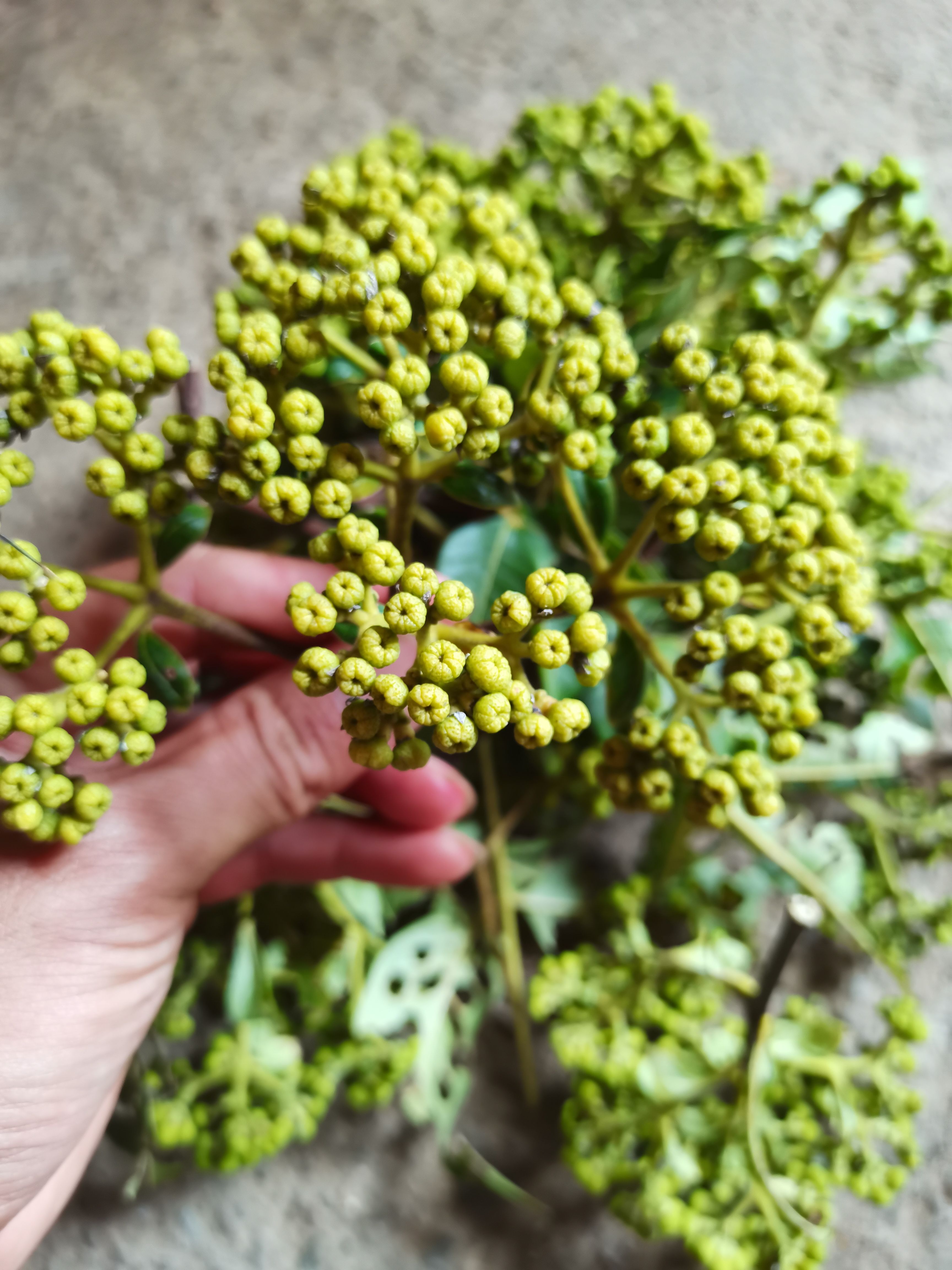  广西高产中花吴茱萸/茶辣/吴萸/吴茱萸干货/