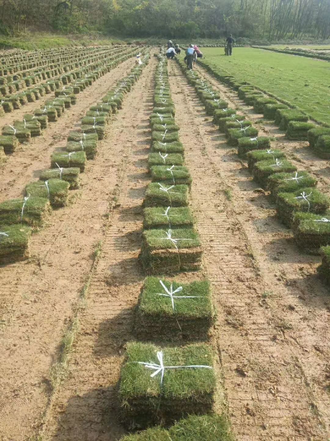 马尼拉草皮  马尼拉草坪