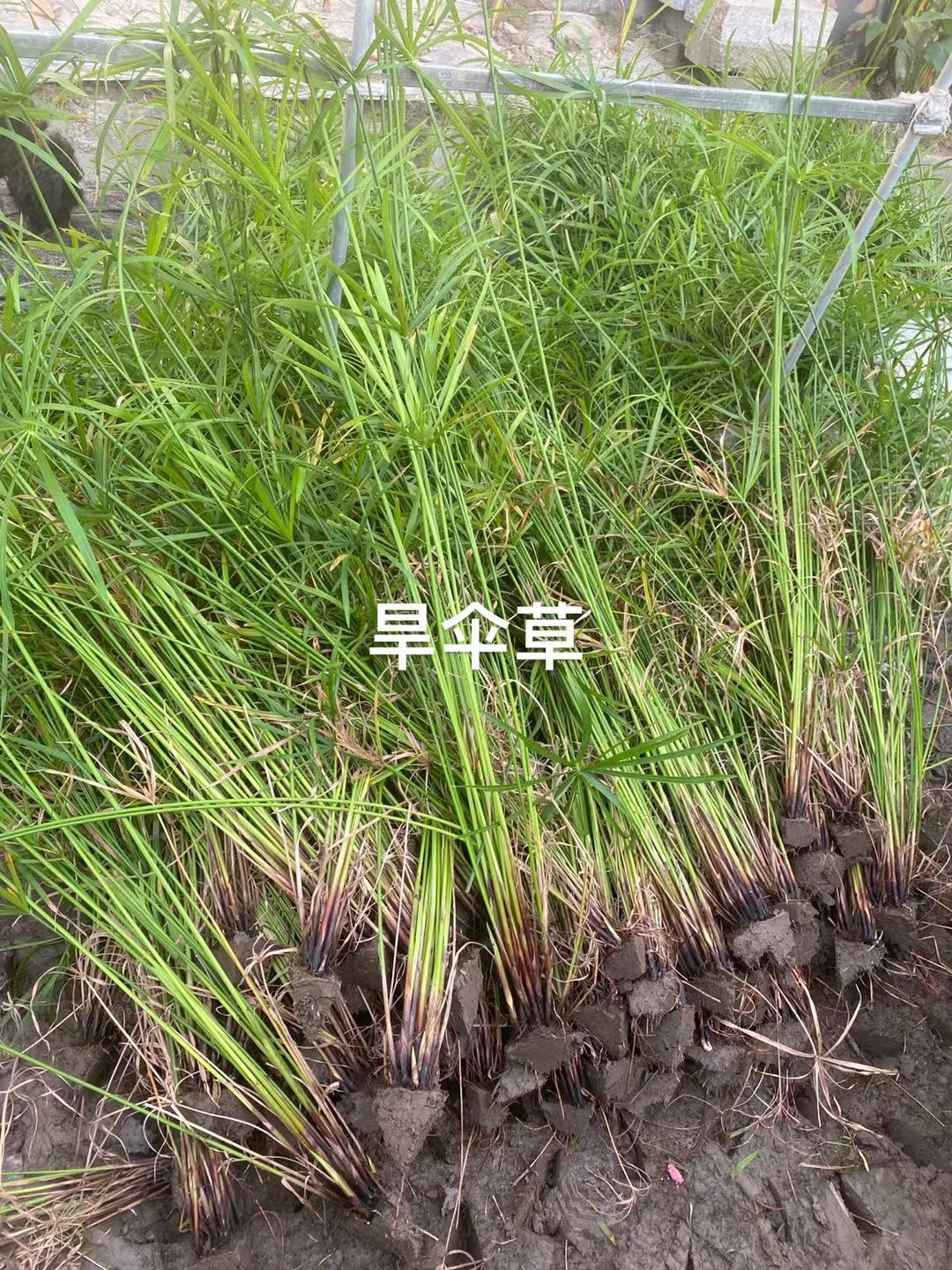 水葱