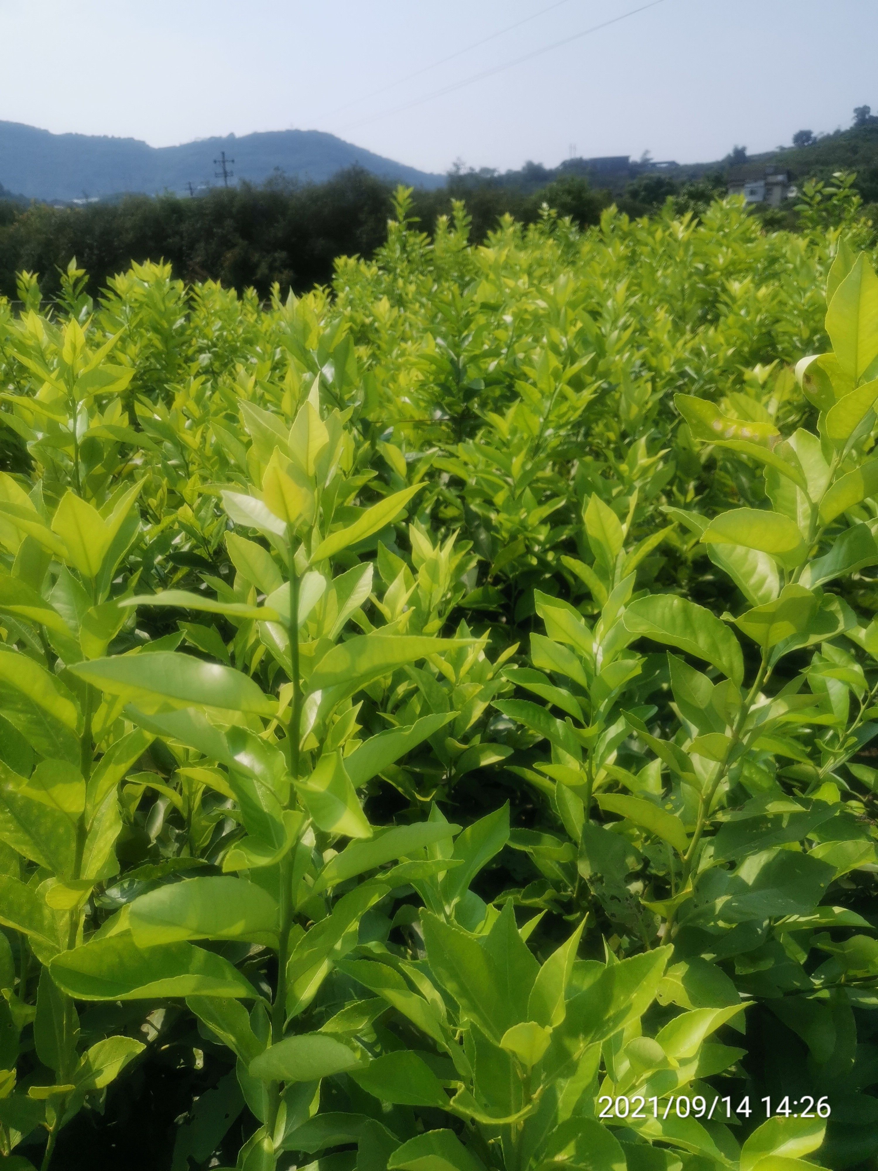 尤力克柠檬苗、批量出售，苗好价优。