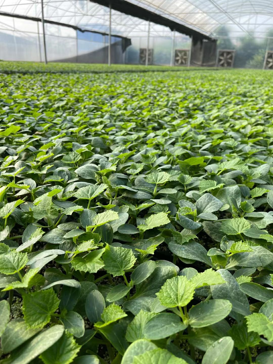 黄瓜种苗  嫁接水果黄瓜苗