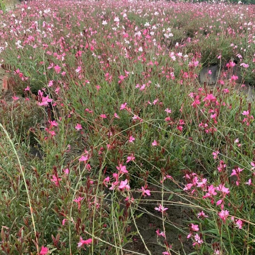 成都山桃草 千鸟花自家基地量大从优欢迎选购