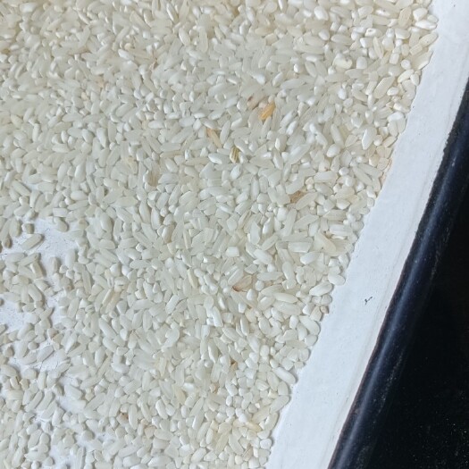 南宁杂交稻 稻谷喂鸡鸭