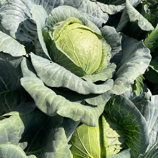 固原 铁头包菜大量上市