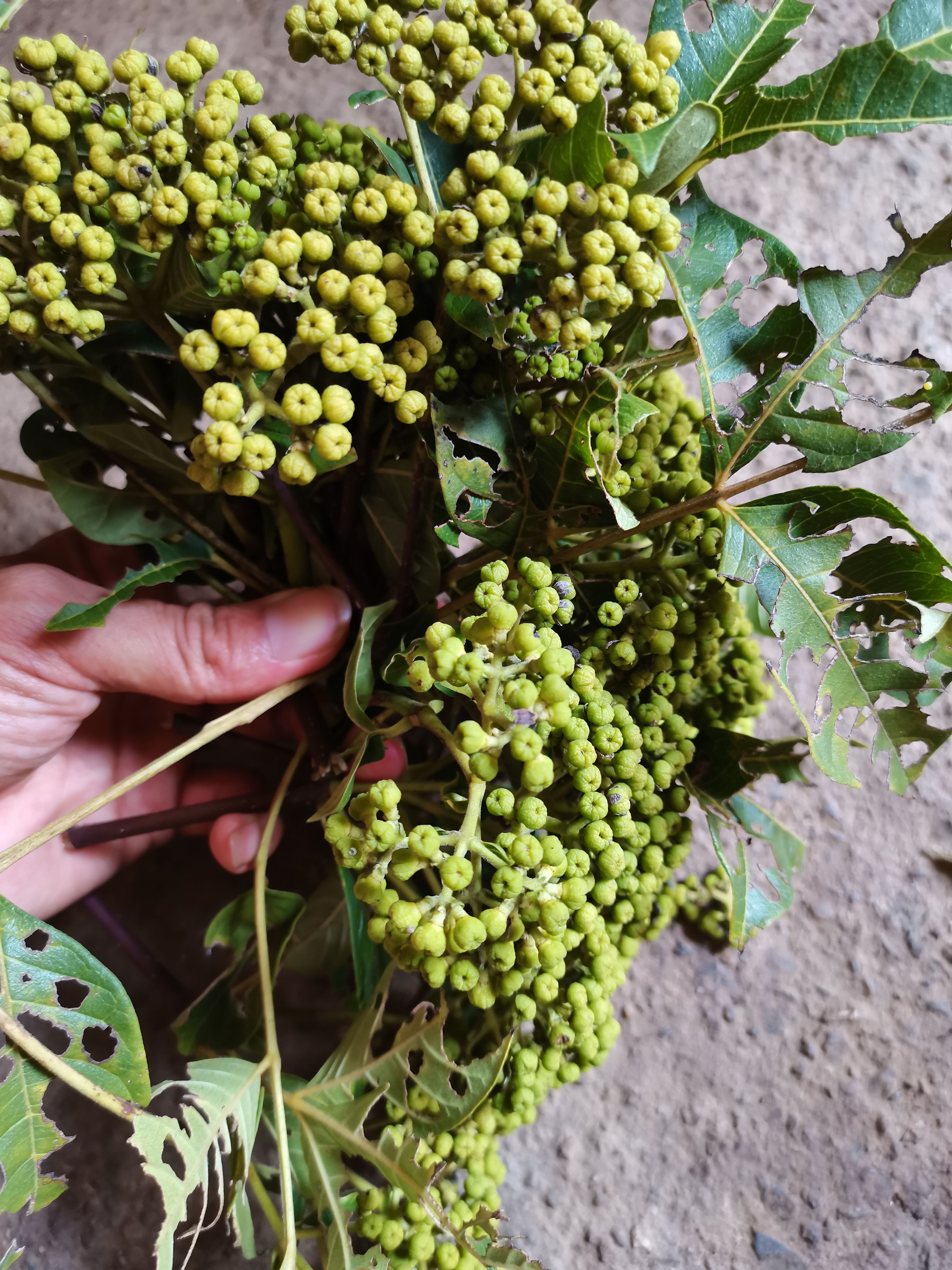  广西高产中花吴茱萸/茶辣/吴萸/吴茱萸干货/