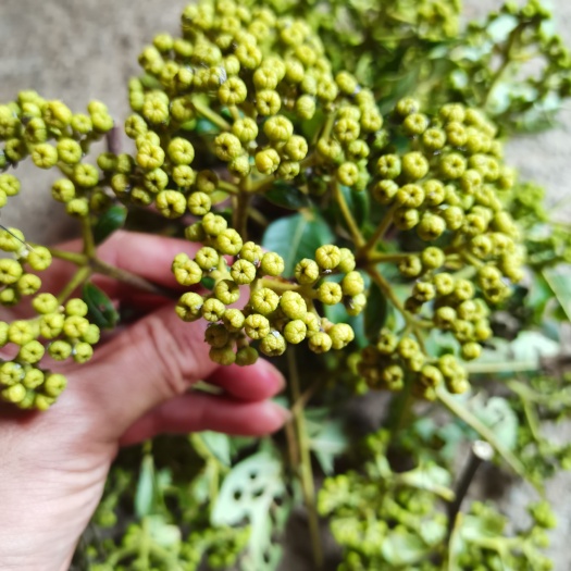 钟山县 吴茱萸/中花吴茱萸/小花吴茱萸/大花吴茱萸/江西中花吴茱萸/