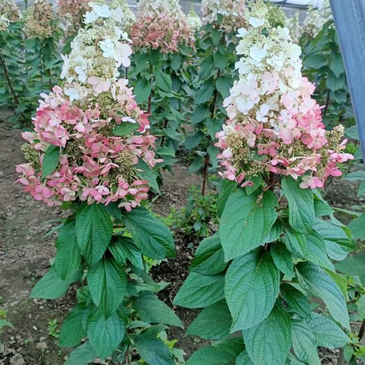开原市木本绣球 乔木圆锥绣球 花冠绣球花 棒棒糖树苗 灌木新品种 小苗批发