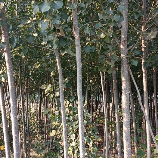 巨鹿县胡杨 杨树5公分，