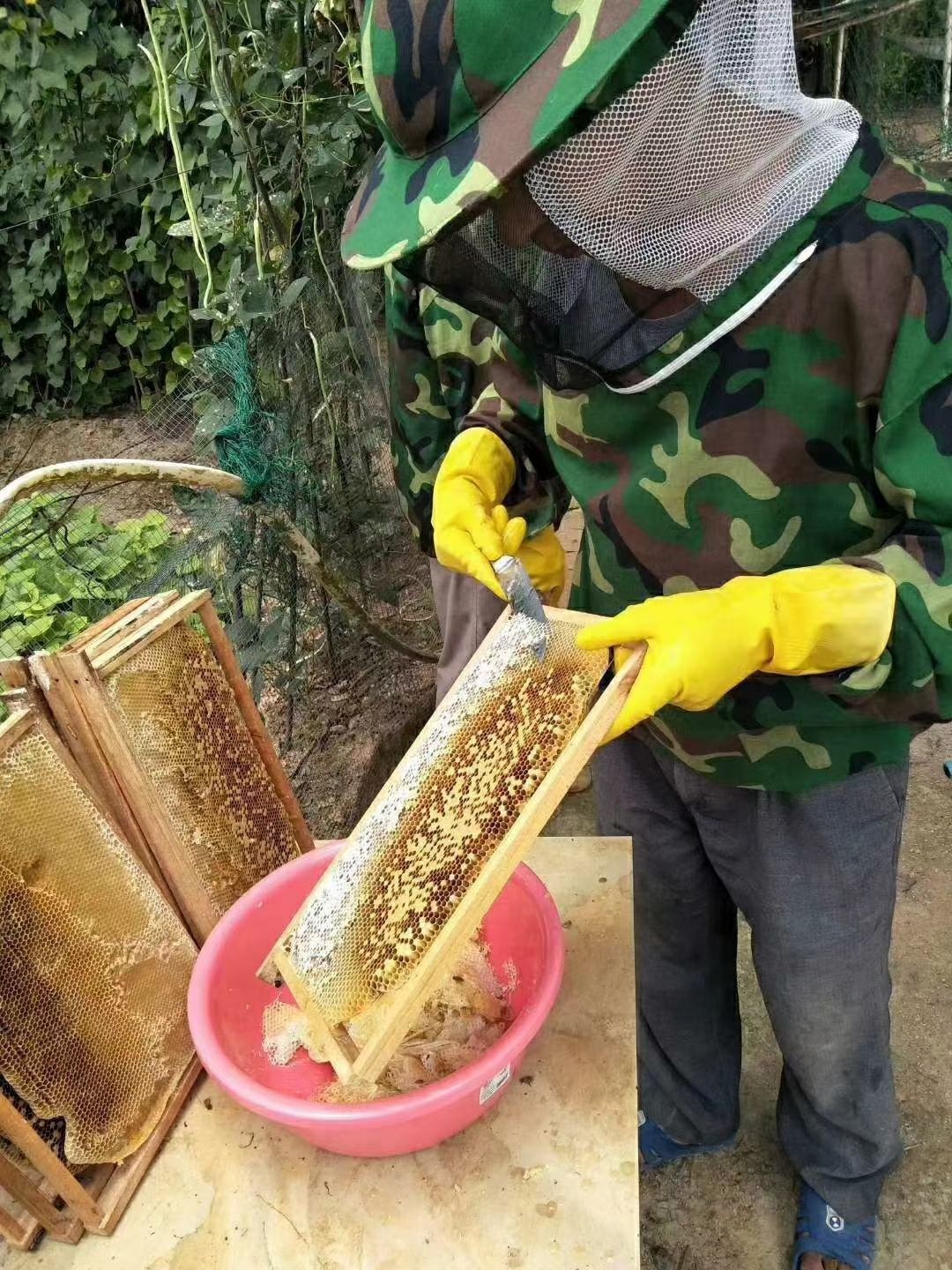 百花蜜 自家养的蜂蜜