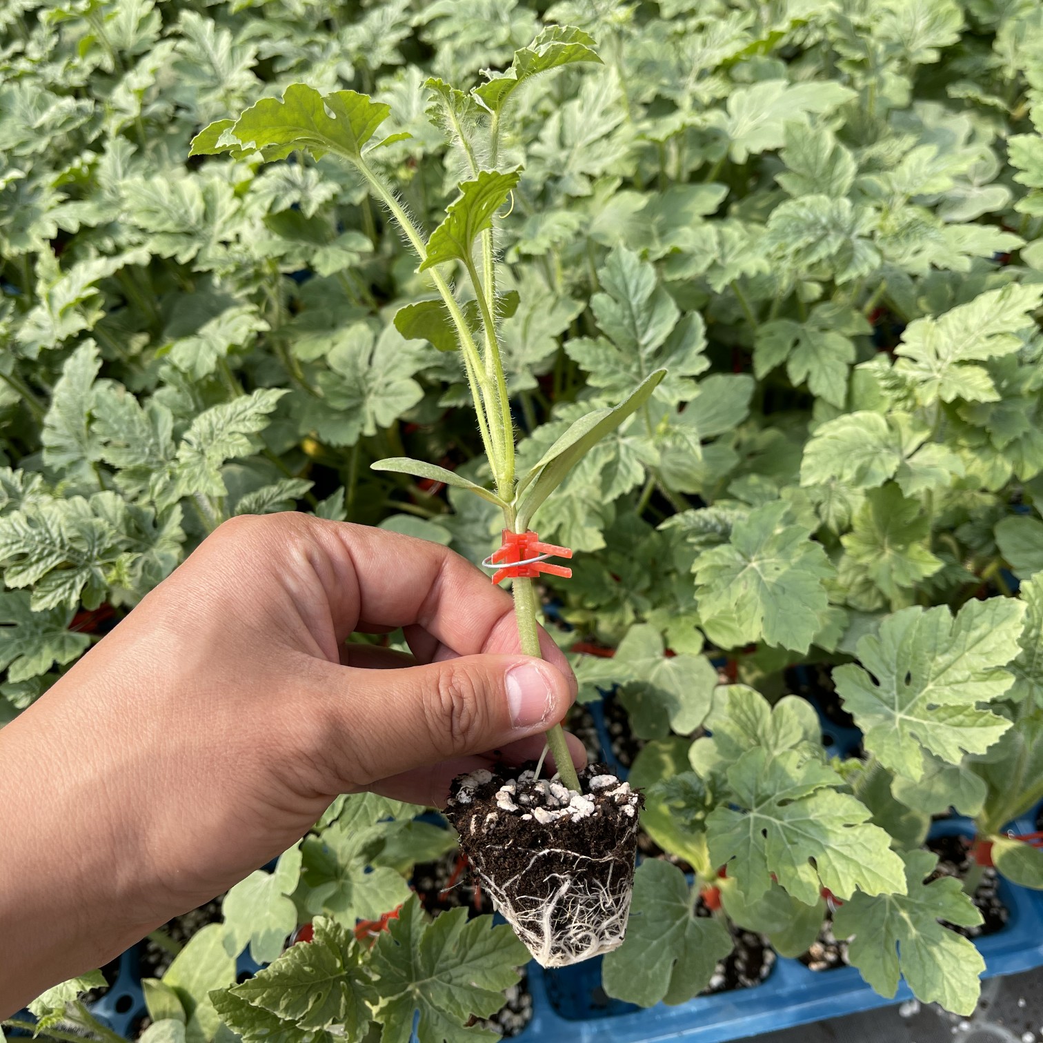 嫁接西瓜苗(美都8424，甜王，金成，礼品西瓜红玉2k4k)