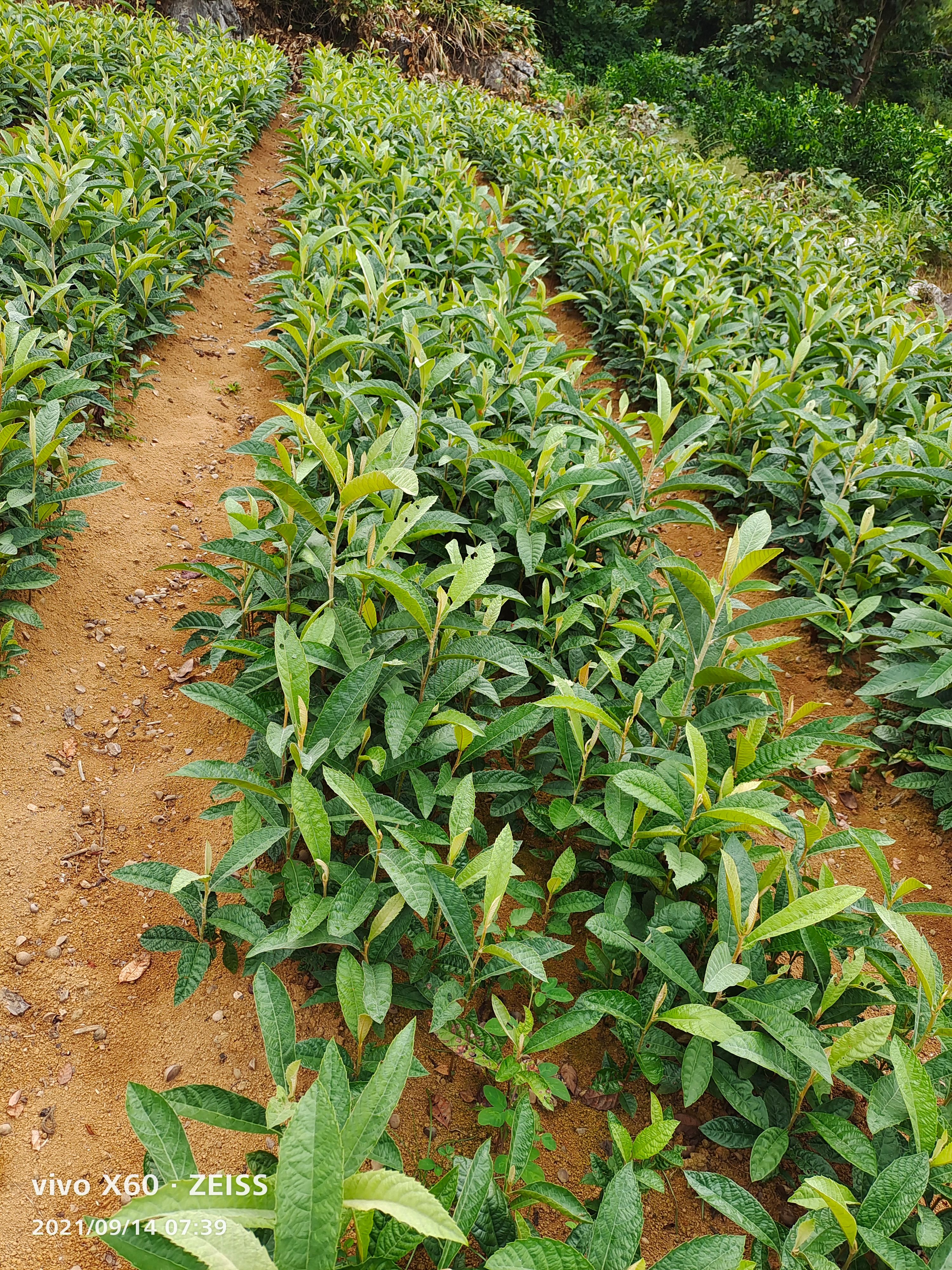 枇杷树苗  枇杷苗，枇杷实生苗