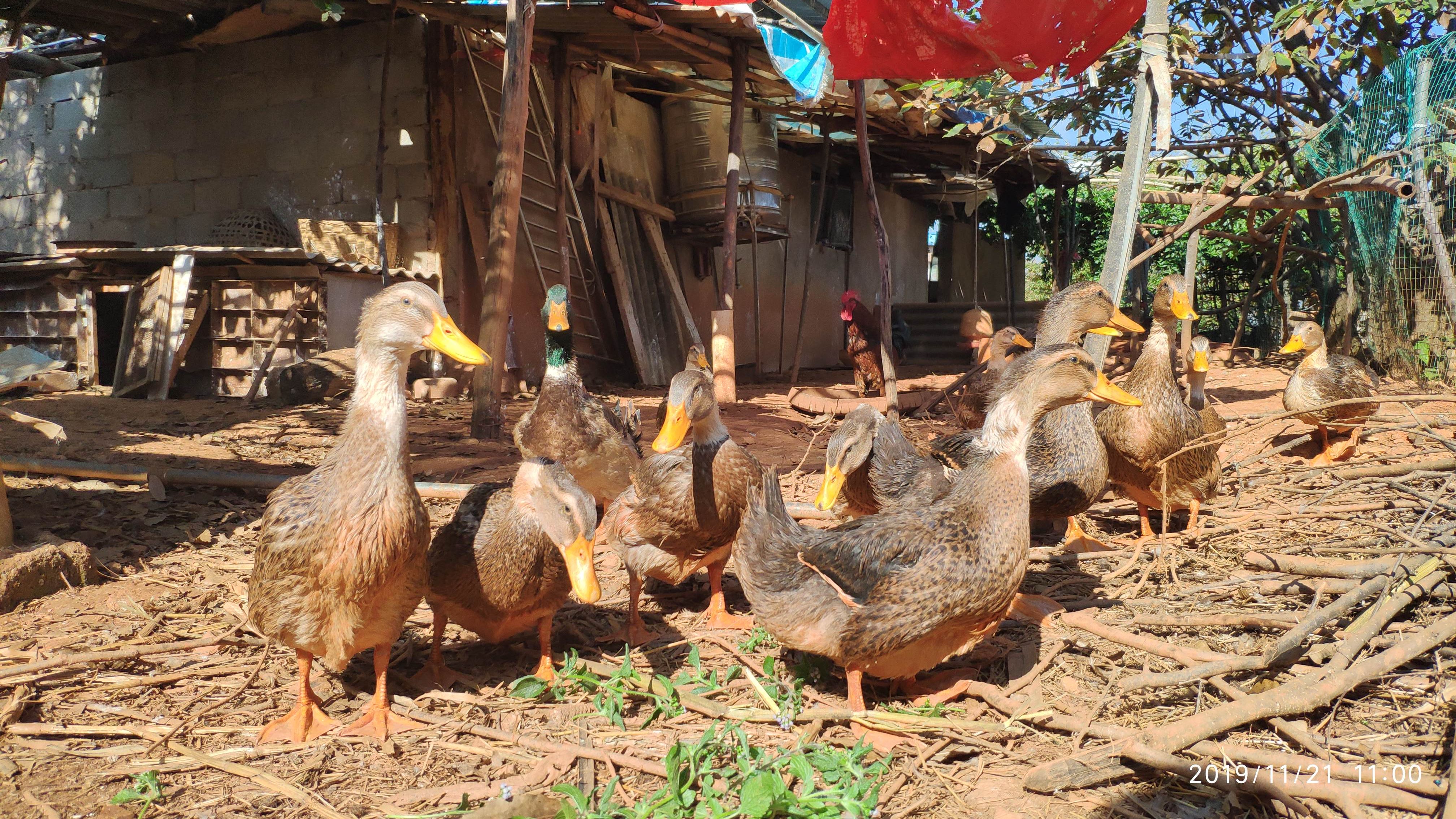 山鸡  绿壳蛋鸡