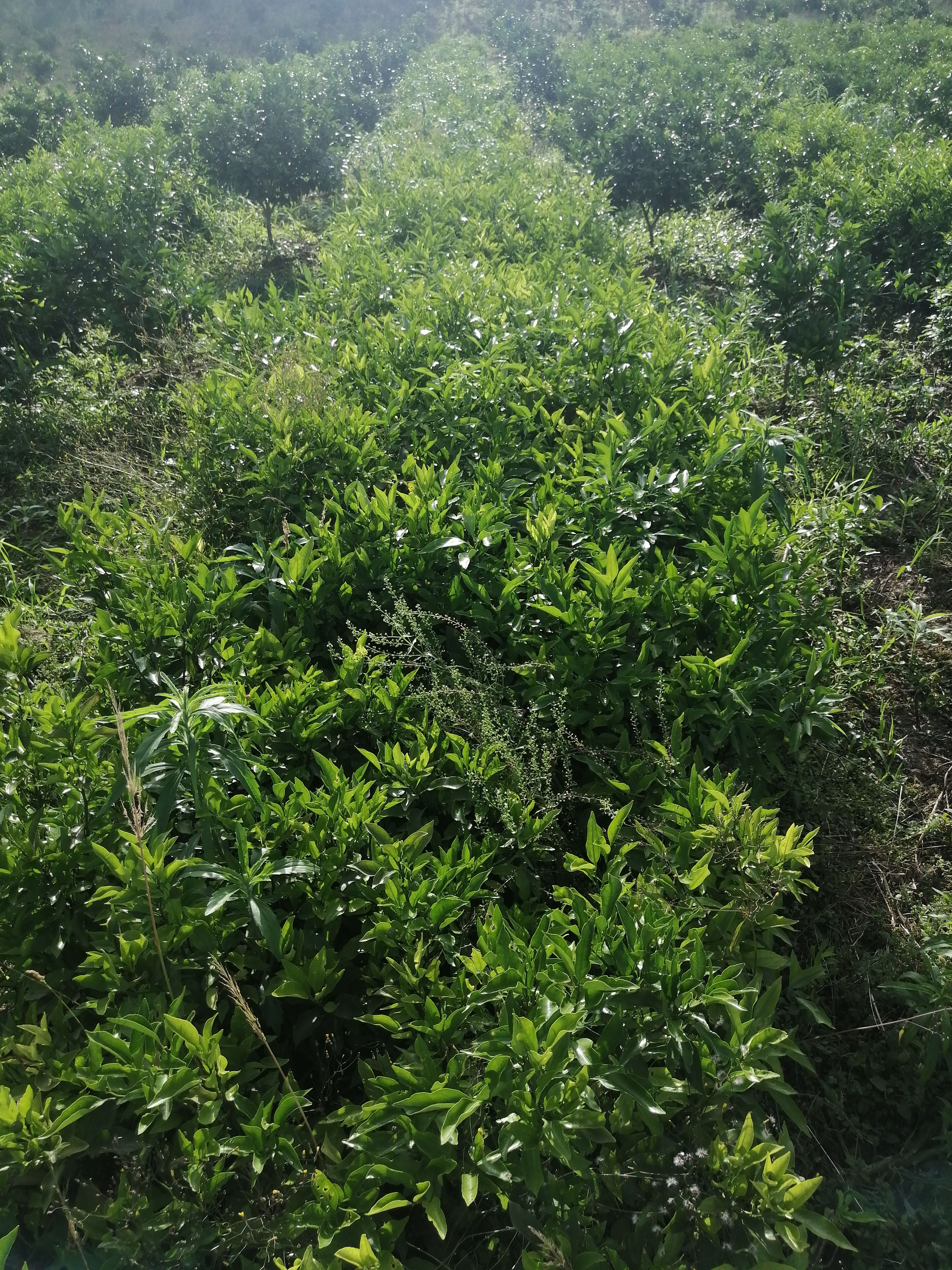 耙耙柑桔苗  耙耙柑杯苗，基地直供，诚信共赢