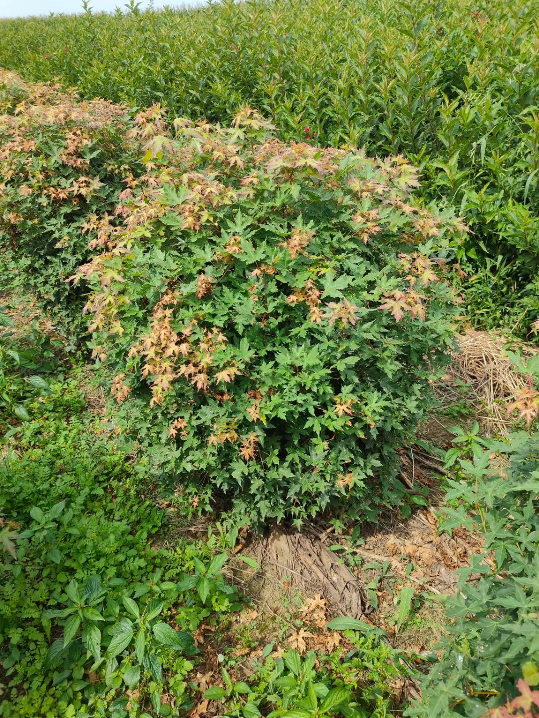  水蜡球 小叶女贞球 东北水腊树苗 园林水腊绿篱苗 量大从优