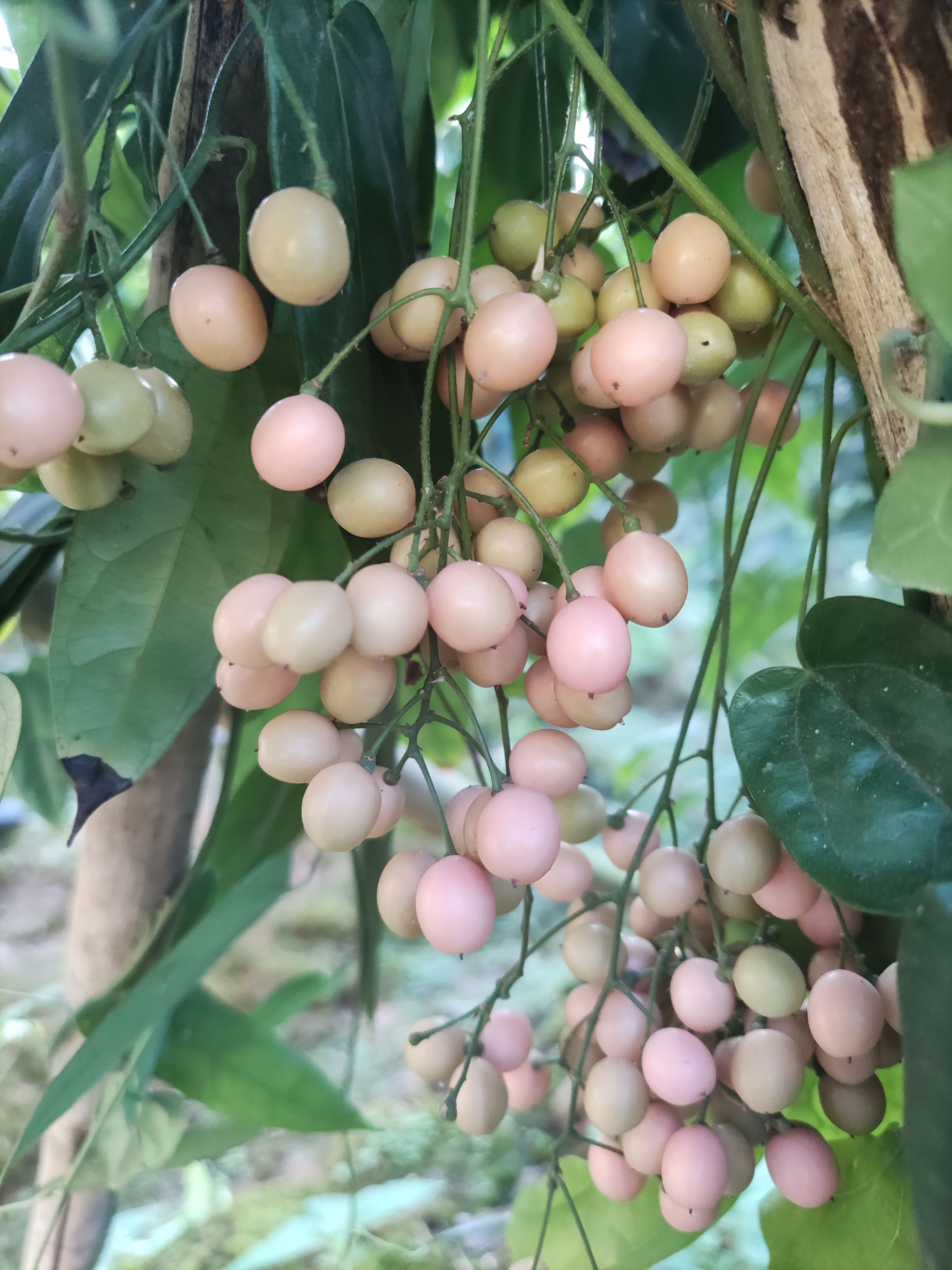 金果榄种子(地苦胆种)

基地直供 免费技术指导