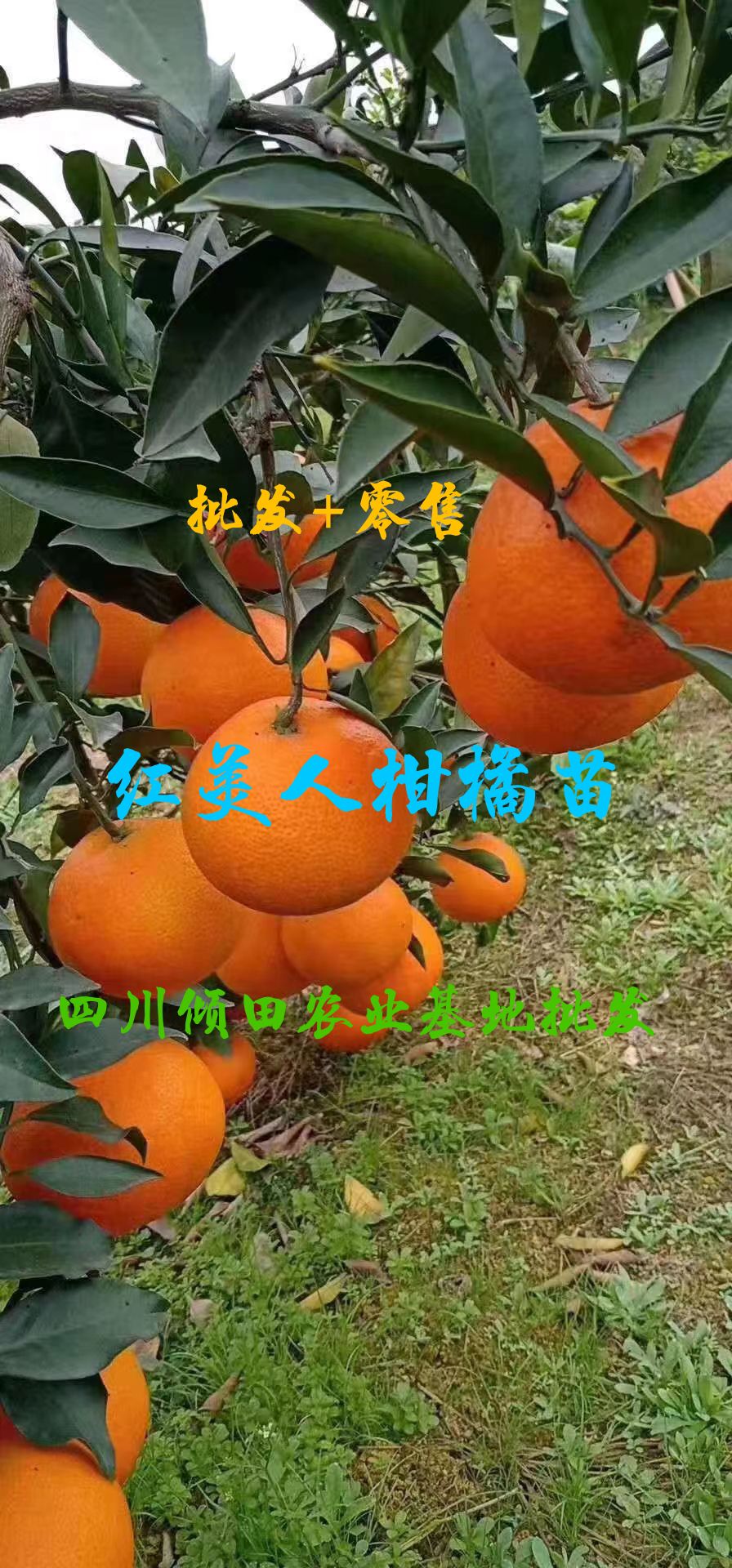 简阳市红美人柑桔苗  红美人柑橘苗红美人爱媛28号柑桔苗