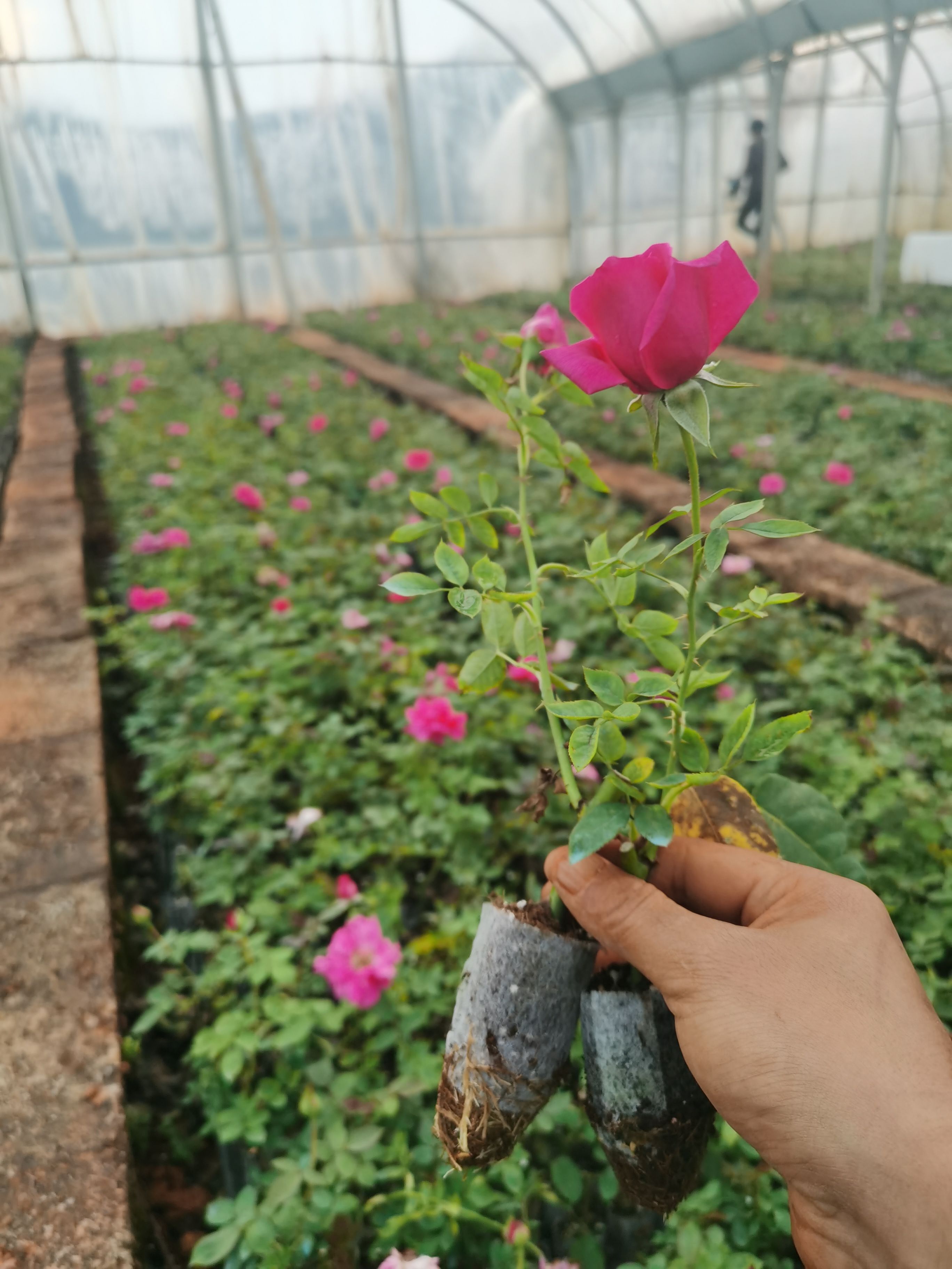 法国墨红玫瑰  墨红玫瑰苗  食用玫瑰花苗 营养袋玫瑰 易成活 花卉种苗