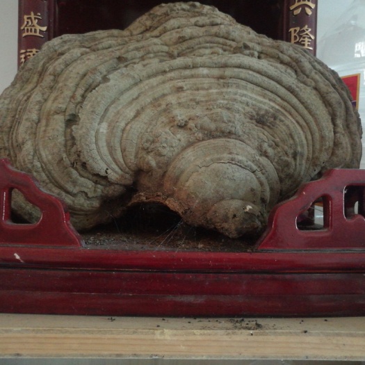 平潭县木灵芝  本灵芝生长环境在自然保护区，纯生态干净环境！