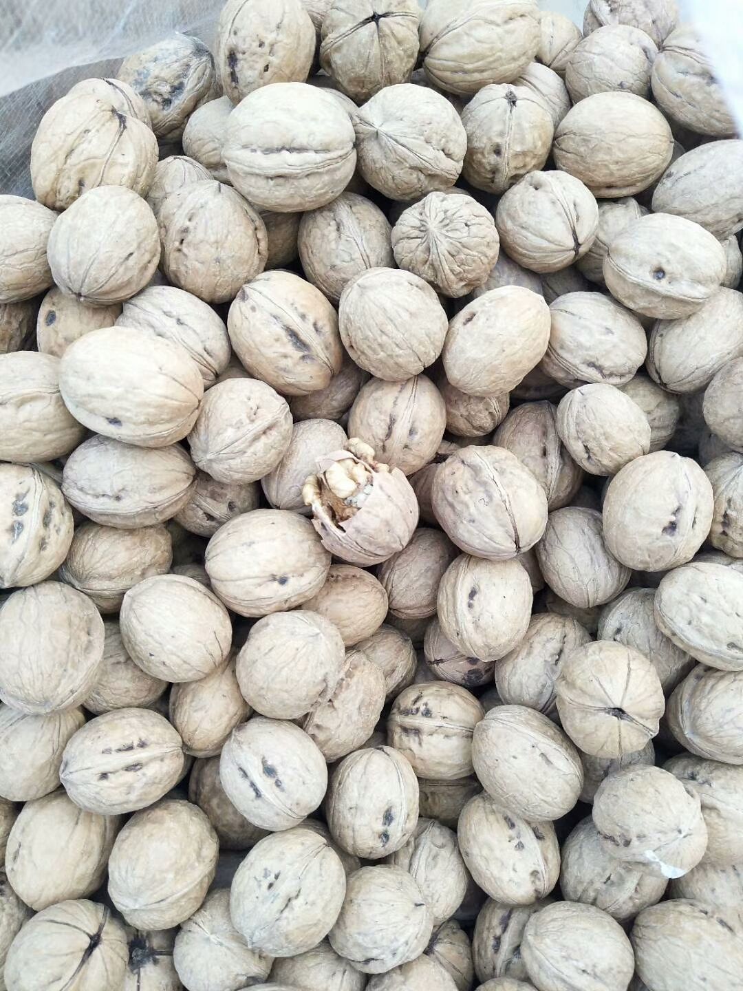 香玲核桃  核桃