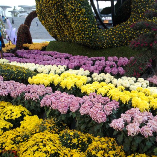 开封国庆菊  多头菊盆栽～开封菊花基地发货～品种齐全