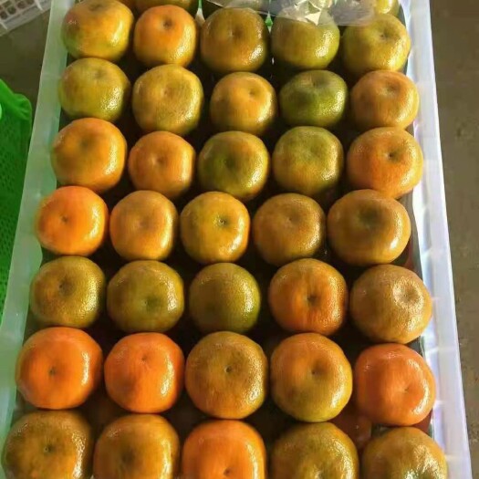 宜昌蜜桔  湖北宜昌早熟蜜橘